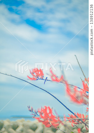 搖曳的珊瑚樹花朵和防波堤,構成了一幅令人懷舊的景象。 搖曳的珊瑚樹花朵和防波堤,構成了一幅令人懷舊的景象。 138912136