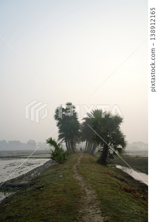 Misty morning view of a rural dirt path flanked by palm trees in West Bengal in Winter Misty morning view of a rural dirt path flanked by palm trees in West Bengal in Winter 138912165