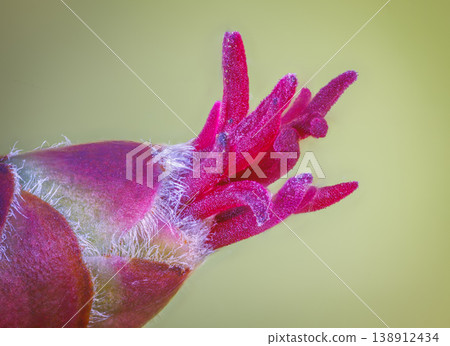 Closeup of a Corylus avellana, the Common Hazel. Here is the female flower in early spring 138912434