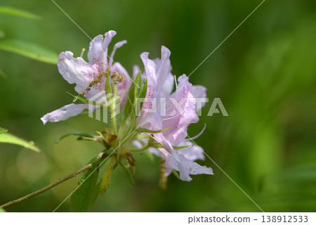 Moti Azalea 138912533