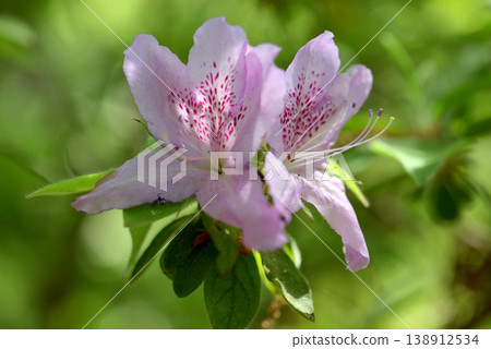 Moti Azalea Moti Azalea 138912534