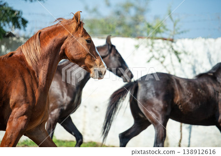 beautiful marwari mares running speedly in paddock. India, Punjab 138912616