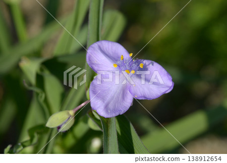 Yu Murasaki Yukusa Yu Murasaki Yukusa 138912654