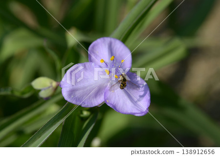 Yu Murasaki Yukusa Yu Murasaki Yukusa 138912656