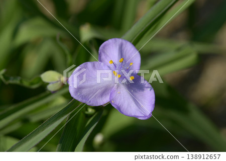 Yu Murasaki Yukusa Yu Murasaki Yukusa 138912657