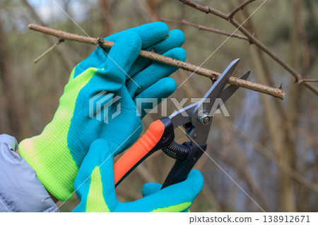 Hands in bright green and blue gloves trimming rose branches with an orange pruner. Spring gardening, bush care, and horticulture concept Hands in bright green and blue gloves trimming rose branches with an orange pruner. Spring gardening, bush care, and horticulture concept 138912671