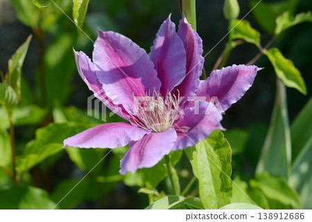 Clematis 138912686
