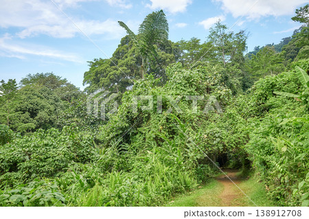 The rainforest of Borneo, Sabah, Malaysia. The rainforest of Borneo, Sabah, Malaysia. 138912708