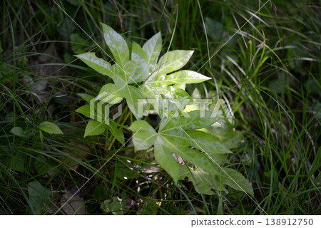 八角金盤(Fatsia japonica)種子繁殖 八角金盤(Fatsia japonica)種子繁殖 138912750