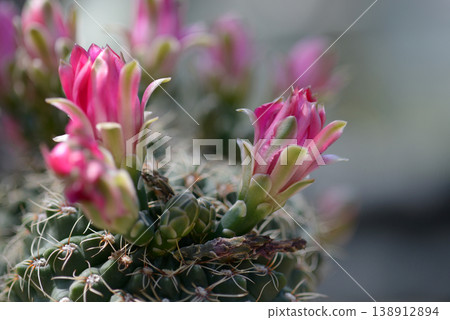 仙人掌花 仙人掌花 138912894