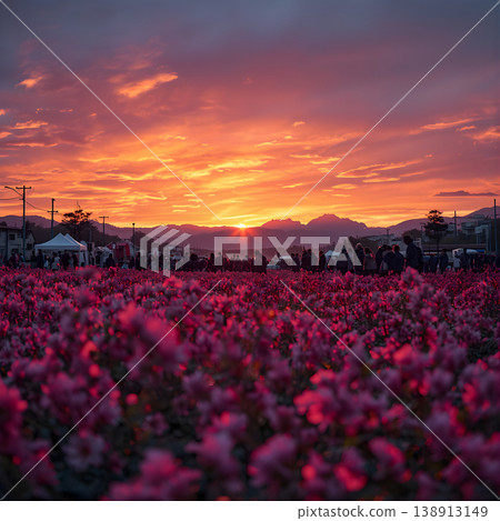 Japanese Shibazakura festival 138913149
