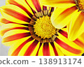 Detail of gazania flower 138913174