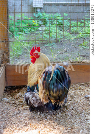 Rooster with vibrant plumage and red comb standing on wood shavings inside a chicken coop, looking towards the left side of the frame with a fence in the background 138913273