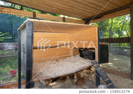 Chicken coop constructed from wood, offering a sheltered space for a few adult hens nesting and several small chicks gathering on wood shavings inside a fenced enclosure Chicken coop constructed from wood, offering a sheltered space for a few adult hens nesting and several small chicks gathering on wood shavings inside a fenced enclosure 138913274