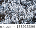 Frostbitten bushes are present in a cold outdoor location. Ice crystals form on their branches. The scene shows the harsh effects of winter weather on plant life during the day. 138913399