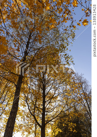 the orange foliage on the branches of a tree during the autumn fall, the beautiful foliage of maples in bright sunny weather in the autumn season against the background of the blue sky the orange foliage on the branches of a tree during the autumn fall, the beautiful foliage of maples in bright sunny weather in the autumn season against the background of the blue sky 138913428