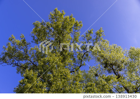 Green foliage on trees against a clear blue sky in sunny spring weather, beautiful trees against a blue sky Green foliage on trees against a clear blue sky in sunny spring weather, beautiful trees against a blue sky 138913430