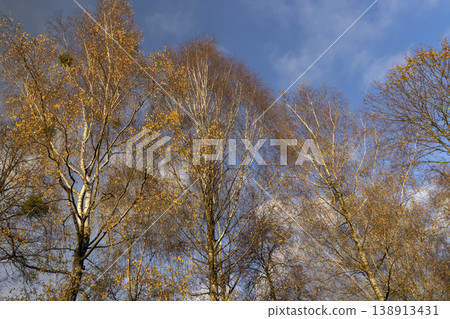 foliage on birch trees against the blue sky, fall trees foliage on birch trees against the blue sky, fall trees 138913431