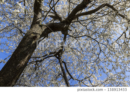 Small white sweet cherry blossoms in warm sunny weather in spring season, large number of fragrant white cherry blossoms in bright sunshine in spring Small white sweet cherry blossoms in warm sunny weather in spring season, large number of fragrant white cherry blossoms in bright sunshine in spring 138913433
