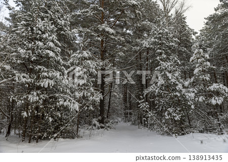coniferous forest with pines a forest covered with snow after snowfalls in the winter season, pines in a snowy forest in the winter cold in cloudy weather coniferous forest with pines a forest covered with snow after snowfalls in the winter season, pines in a snowy forest in the winter cold in cloudy weather 138913435