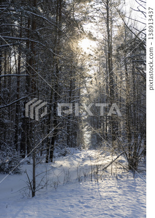mixed forest with pines in a forest covered with snow in nature after snowfalls, white bright and crisp snow in a coniferous forest with tall old pine trees mixed forest with pines in a forest covered with snow in nature after snowfalls, white bright and crisp snow in a coniferous forest with tall old pine trees 138913437