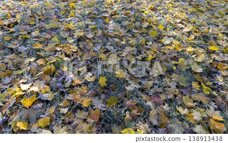 beautiful yellow maple foliage covered with frost after night frosts on the green grass in the frost, in the park in the autumn season with green grass and yellow maple foliage in the frost in the beautiful yellow maple foliage covered with frost after night frosts on the green grass in the frost, in the park in the autumn season with green grass and yellow maple foliage in the frost in the 138913438