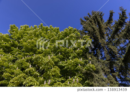 trees with foliage in the springtime of the year in sunny, clear weather , different types of trees in a mixed forest in warm weather in bright sunlight, blue sky trees with foliage in the springtime of the year in sunny, clear weather , different types of trees in a mixed forest in warm weather in bright sunlight, blue sky 138913439