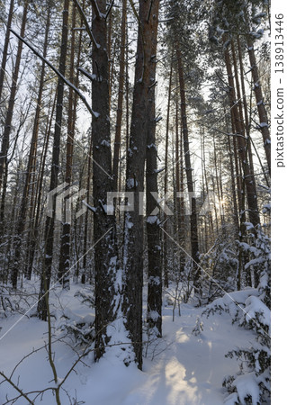 tall pines in the forest covered with snow and large white snowdrifts in nature after snowfalls, white bright and crisp snow in a coniferous forest with tall old trees tall pines in the forest covered with snow and large white snowdrifts in nature after snowfalls, white bright and crisp snow in a coniferous forest with tall old trees 138913446