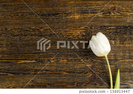 fresh and fragrant white tulips lie on a board, white spring tulips for decoration and other purposes on a wooden pine table fresh and fragrant white tulips lie on a board, white spring tulips for decoration and other purposes on a wooden pine table 138913447