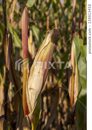green and yellow corn leaves in the autumn season during the corn harvest, natural light green and yellow corn leaves in the autumn season during the corn harvest, natural light 138913458