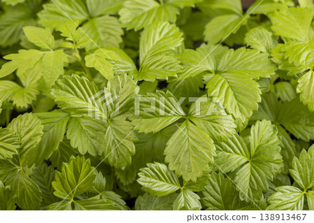 green fresh fragile leaves of strawberry seedlings, strawberry seedlings green fresh fragile leaves of strawberry seedlings, strawberry seedlings 138913467
