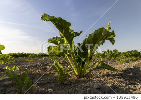 an field with wide green beet leaves, rural farm an field with wide green beet leaves, rural farm 138913480