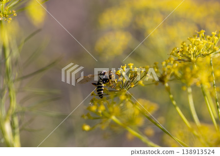 green unripe dill seeds in the autumn in sunny, clear weather against the background of other plants, a large number of dill plants to obtain seeds for the future harvest green unripe dill seeds in the autumn in sunny, clear weather against the background of other plants, a large number of dill plants to obtain seeds for the future harvest 138913524
