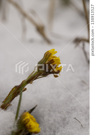 yellow flowers and green plants under the snow during the winter, growing herbs 138913527