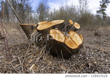 stumps with yellow wood after logging, a clearing with stumps after logging and clearing the territory in the forest in the spring season 138913528