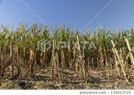 green and yellow corn leaves in the autumn season during the corn harvest, corn shoot 138913529