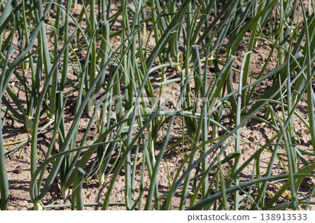 a field with green onion sprouts in the spring, a field with green onions in agriculture a field with green onion sprouts in the spring, a field with green onions in agriculture 138913533