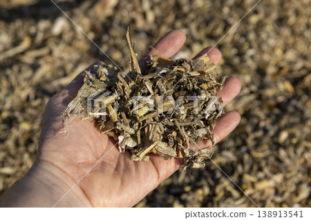 corn leaves and stalks ground by a harvester in the autumn season during the corn harvest, corn field 138913541