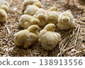 a large number of chickens at a poultry farm, small broiler chickens on sawdust from pine wood at a large poultry farm 138913556