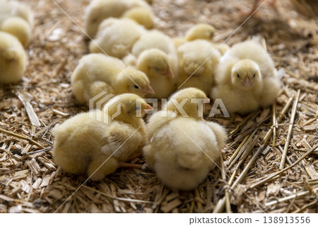 a large number of chickens at a poultry farm, small broiler chickens on sawdust from pine wood at a large poultry farm a large number of chickens at a poultry farm, small broiler chickens on sawdust from pine wood at a large poultry farm 138913556