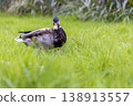 ducks on the lake in the cold season in cloudy weather, nature park 138913557