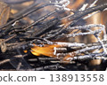 branches and logs burning in a campfire in the park, night time 138913558