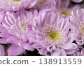 wet beautiful bush chrysanthemums gathered in large numbers in a bouquet for giving on holidays, chrysanthemums covered with drops of water 138913559