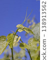 grape foliage on branches in the spring, natural food 138913562