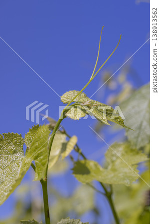 grape foliage on branches in the spring, natural food grape foliage on branches in the spring, natural food 138913562