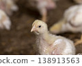 fat chickens in a large industrial enterprise in the field of poultry farming, fat young broiler chickens are fattened to ensure the meat industry 138913563