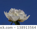 wet peony flowers in the warm season, sun light 138913564