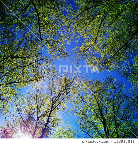 Bottom view of tree crowns in a summer forest Bottom view of tree crowns in a summer forest 138913811