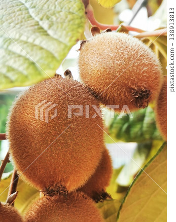 Ripe kiwis on a branch close-up Ripe kiwis on a branch close-up 138913813