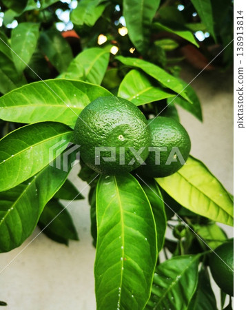 Ripe green limes on a tree among foliage 138913814